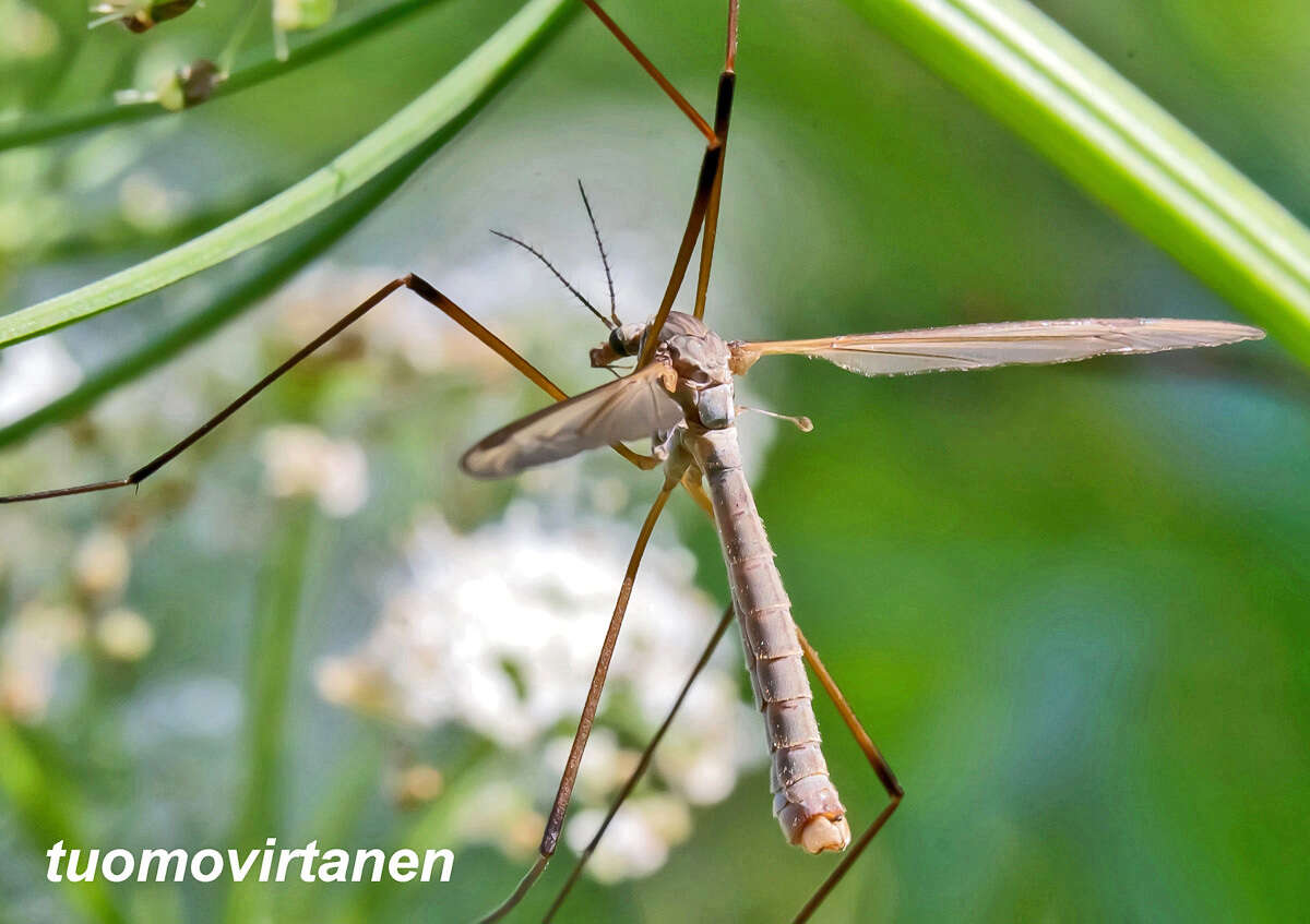 Image of Cranefly