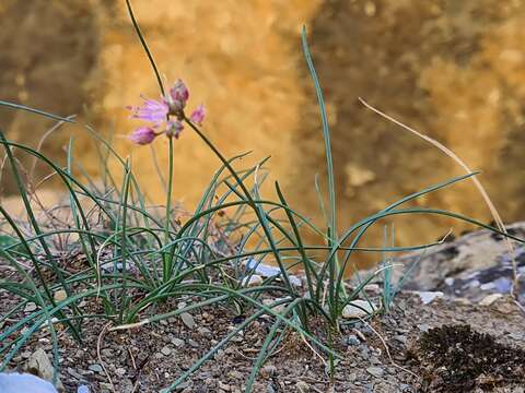 Image of Allium gunibicum Miscz. ex Grossh.