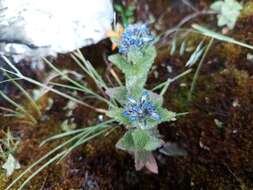 Imagem de Veronica ciliata subsp. cephaloides (Pennell) D. Y. Hong