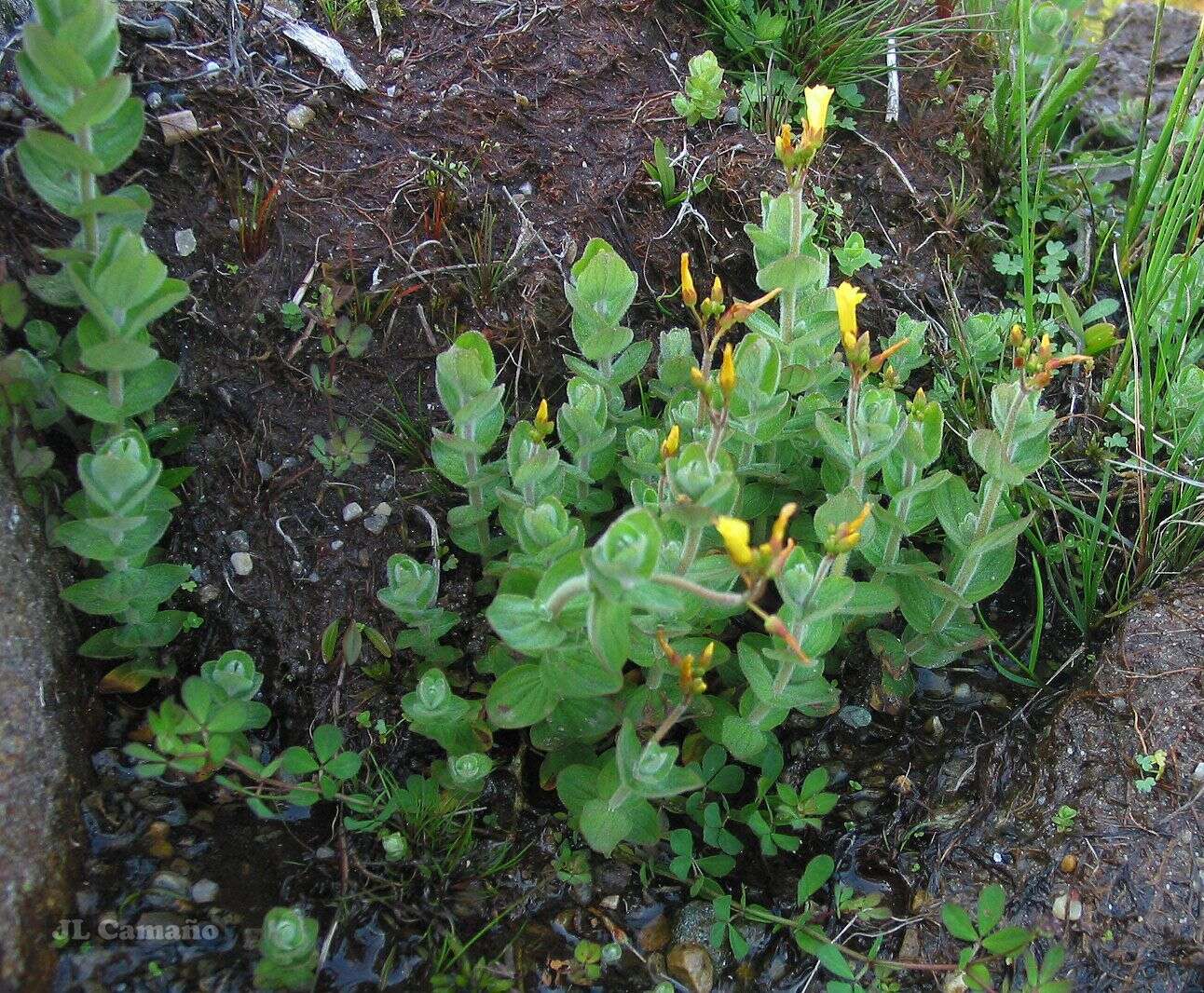 Plancia ëd Hypericum elodes L.