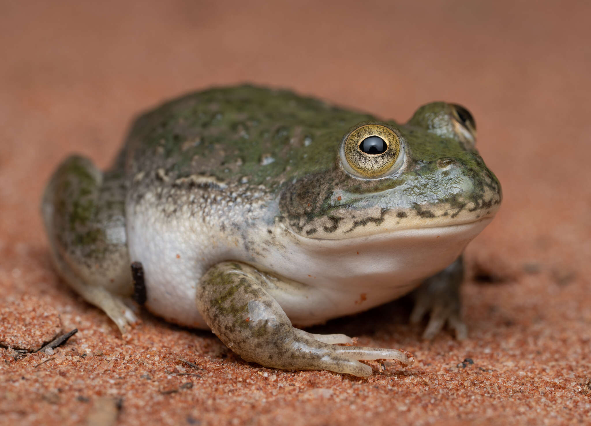 Image of Eastern Water-holding Frog