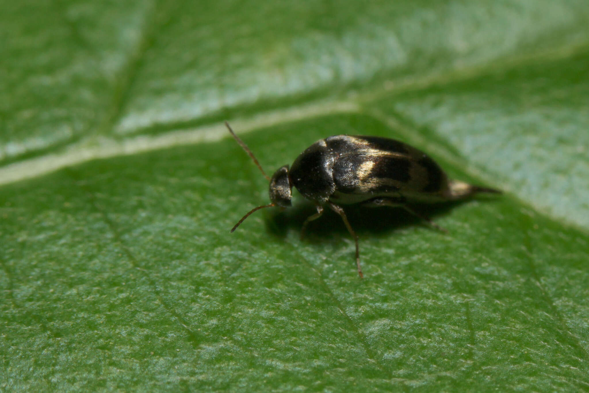 Image of Falsomordellistena pubescens (Fabricius 1798)