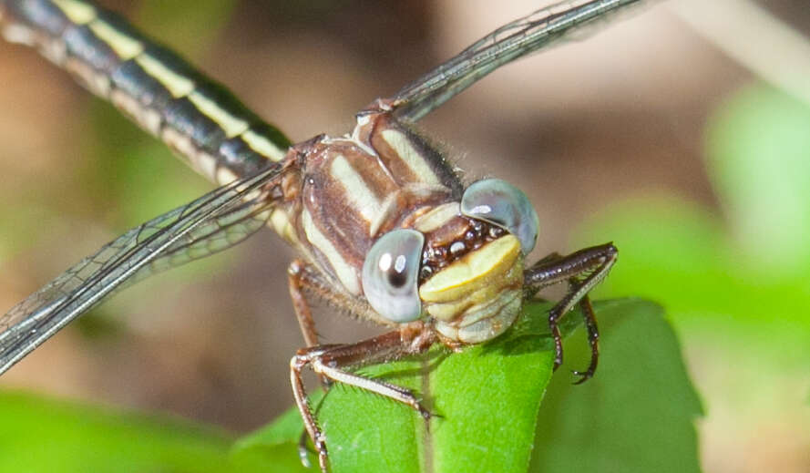 Image of Phanogomphus oklahomensis (Pritchard 1935)