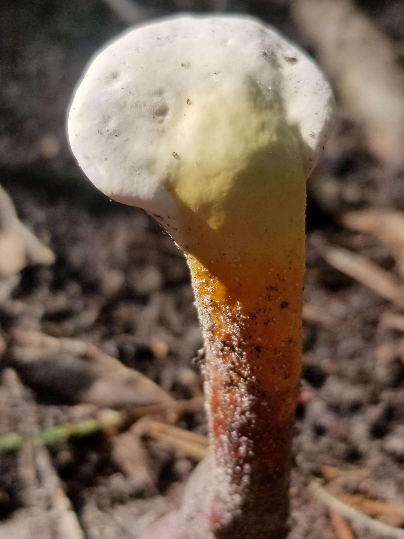 Image of Ganoderma curtisii (Berk.) Murrill 1908