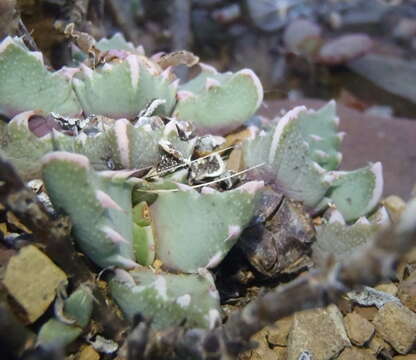 صورة Faucaria bosscheana (Berger) Schwant.