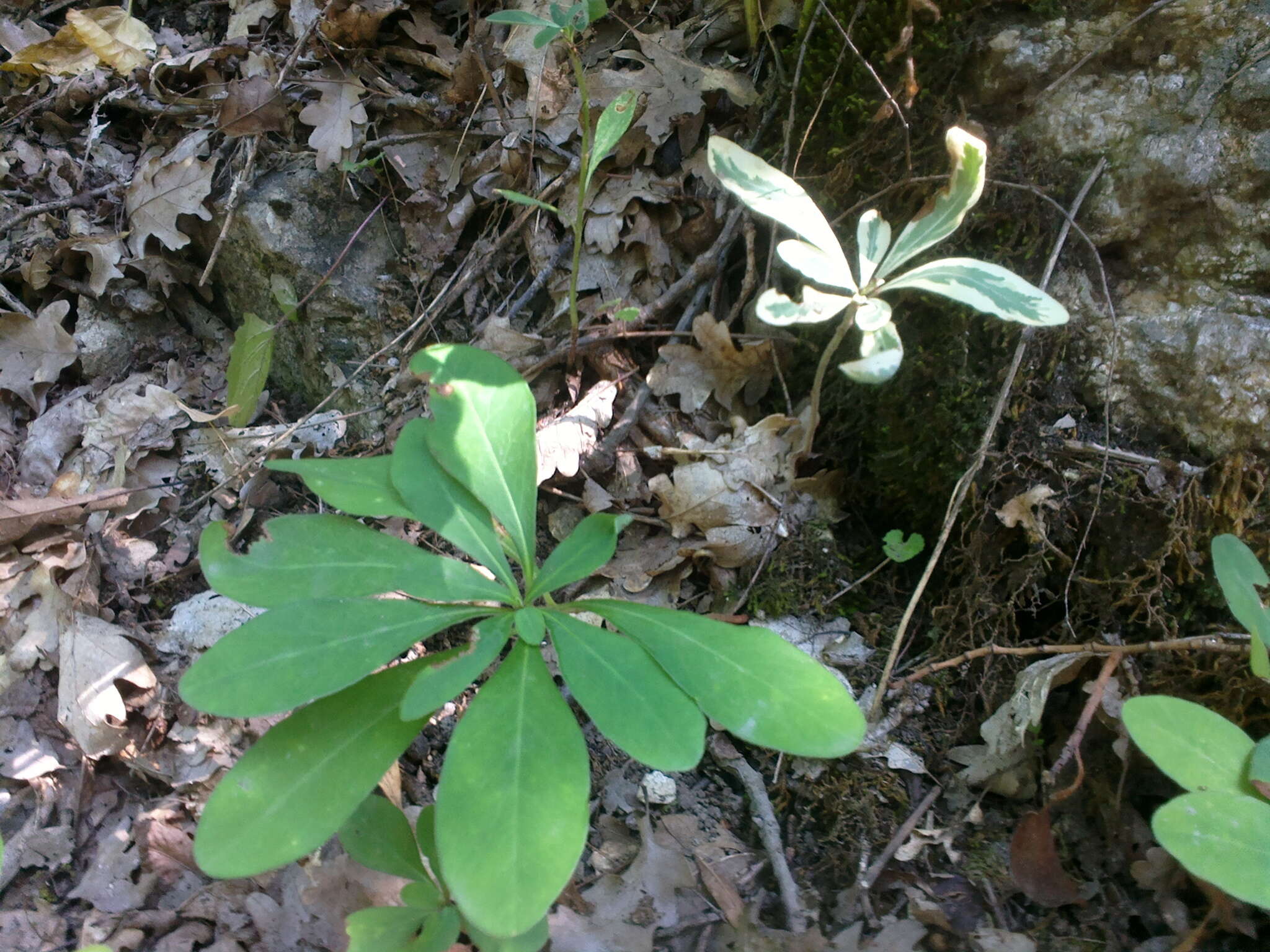 Image of Wood Spurge