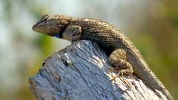 Image of Clark's spiny lizard