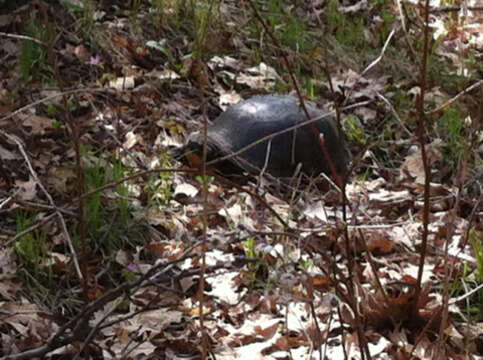 Image of Blanding's Turtle