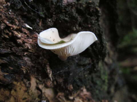 Image of Pleurocollybia cremea (G. Stev.) E. Horak 1971