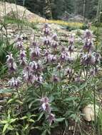 Image of lemon beebalm