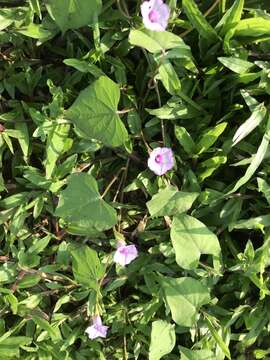 Plancia ëd Ipomoea triloba L.