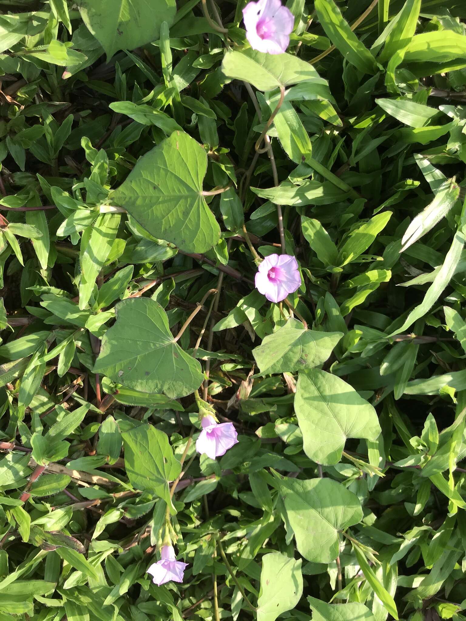 Image de Ipomoea triloba L.