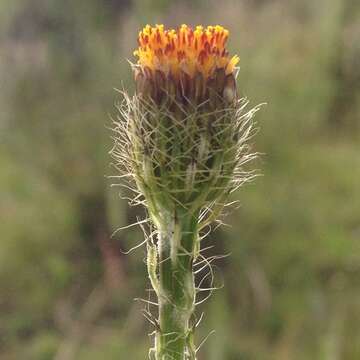 Imagem de <i>Adenophyllum <i>porophyllum</i></i> var. porophyllum