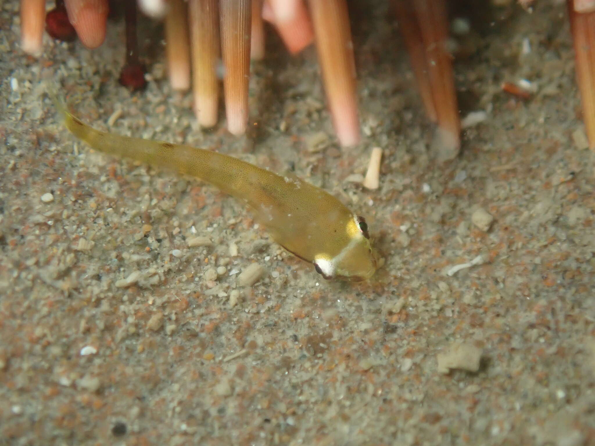 Image of Hector's clingfish