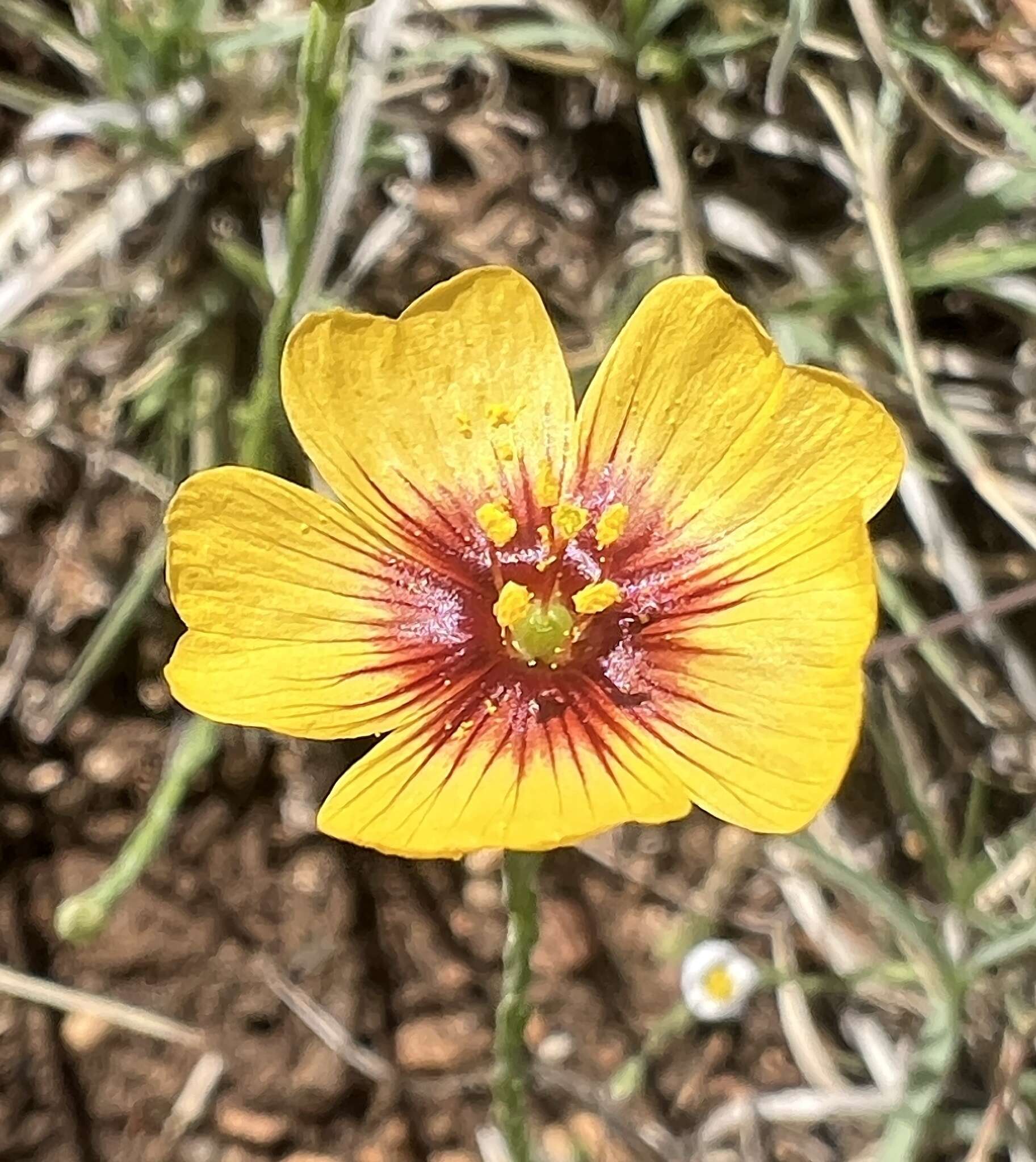 Image of Texas flax