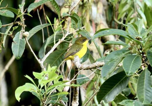 Image of Oriole Whistler