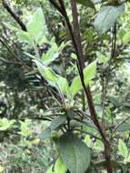 Image of Rhododendron oldhamii Maxim.