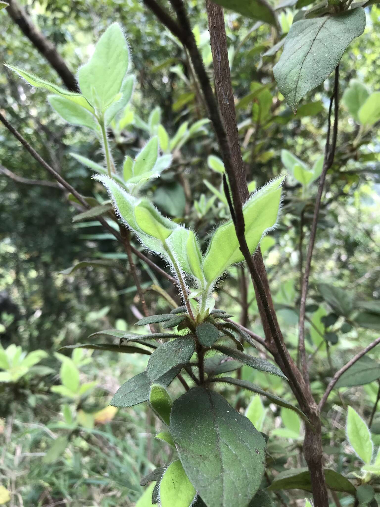 Слика од Rhododendron oldhamii Maxim.