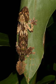 Image of Southern Flat-tail Gecko