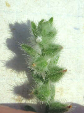 Image of Mexican cryptantha