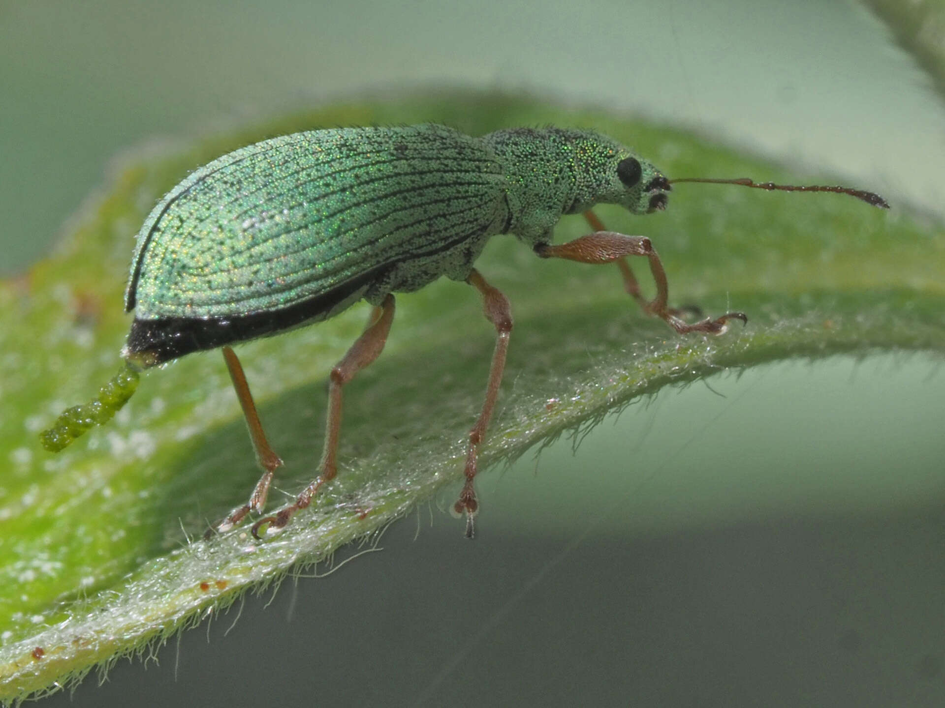 Image of Polydrusus (Eustolus) flavipes (De Geer 1775)