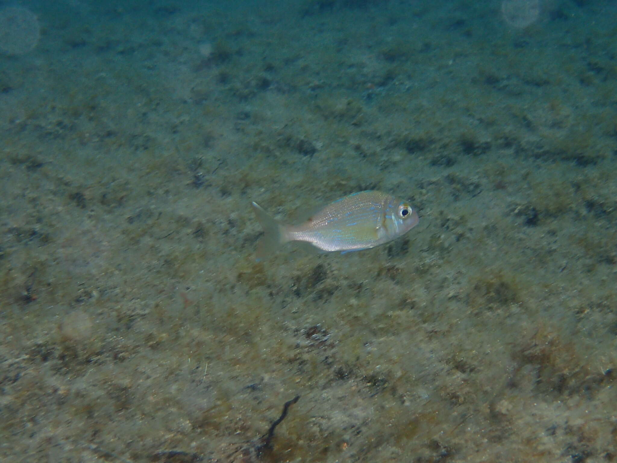Image of Common Sea Bream