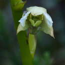 Image of Dendrobium acutisepalum J. J. Sm.