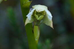 Image of Dendrobium acutisepalum J. J. Sm.