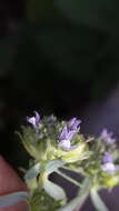 Image of Linaria micrantha (Cav.) Hoffmgg. & Link