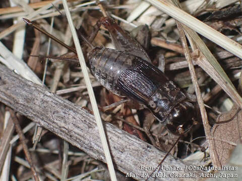 Image of Velarifictorus (Velarifictorus) ornatus (Shiraki 1911)