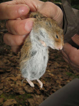 Image of Heather vole