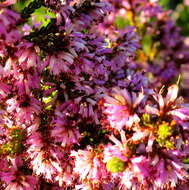 Image of Erica uberiflora E. G. H. Oliver