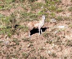 Image of Alpine Musk Deer