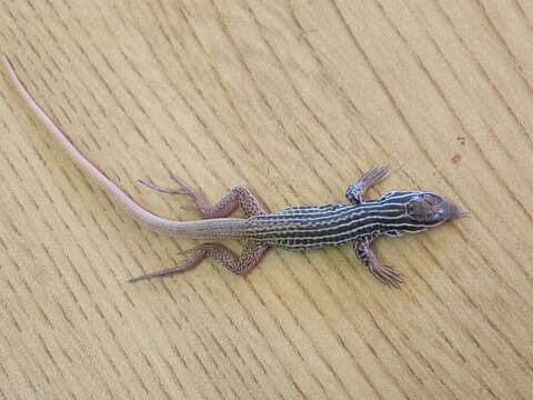 Image of Rusty-rumped Whiptail