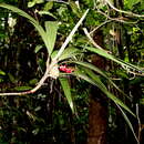 Image of Dypsis poivreana (Baill.) Beentje & J. Dransf.