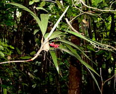 Image of Dypsis poivreana (Baill.) Beentje & J. Dransf.