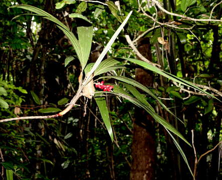 Image of Dypsis poivreana (Baill.) Beentje & J. Dransf.