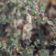 Image of black cotton bush