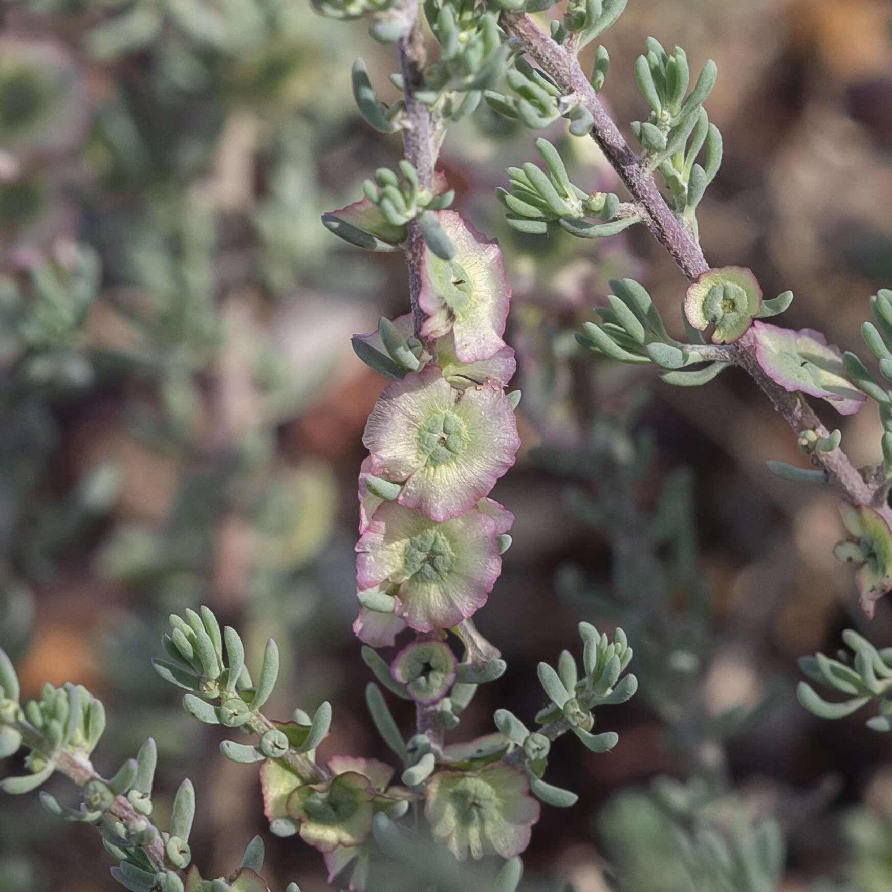 Image of black cotton bush