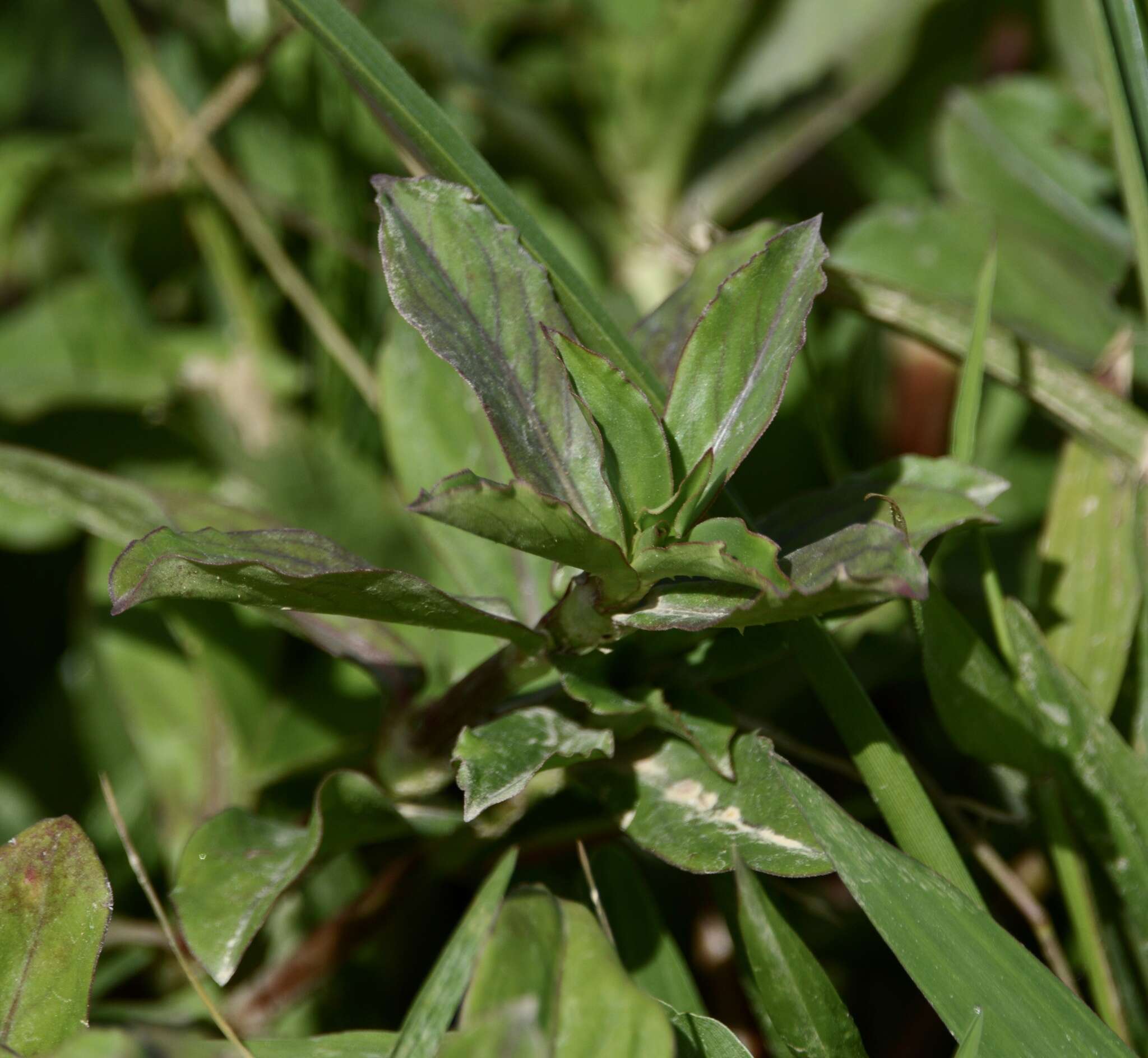 Image of Diodia saponariifolia (Cham. & Schltdl.) K. Schum.