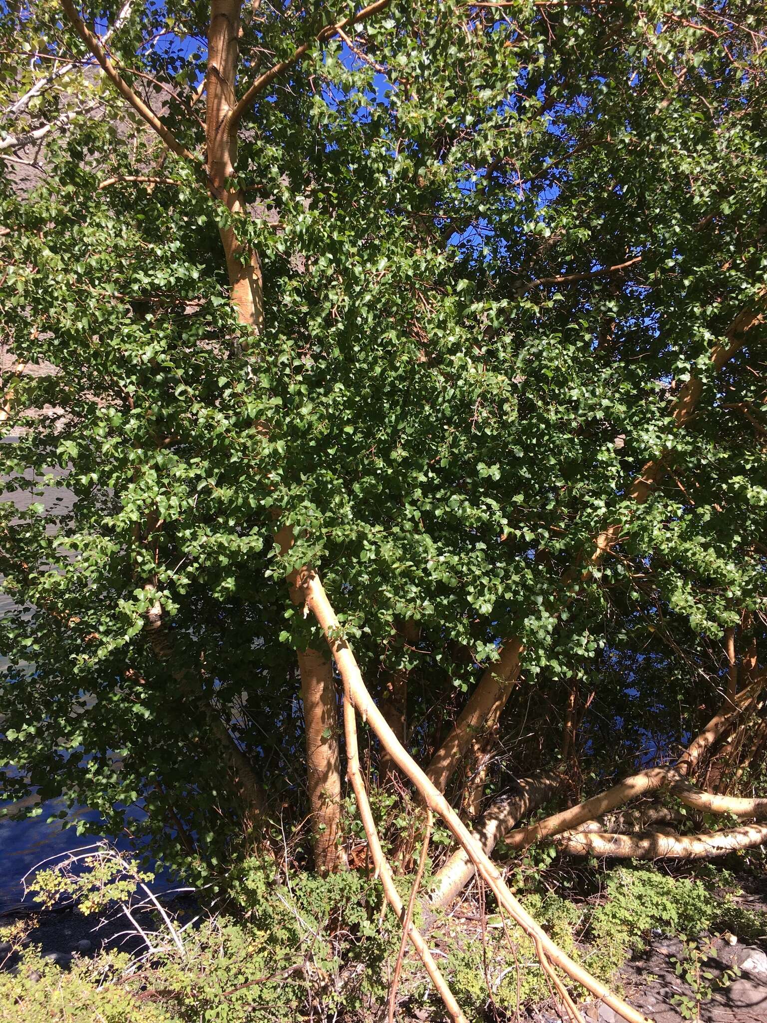 Image of Black birch