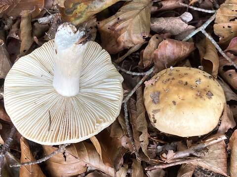 Image of Russula fellea (Fr.) Fr. 1838