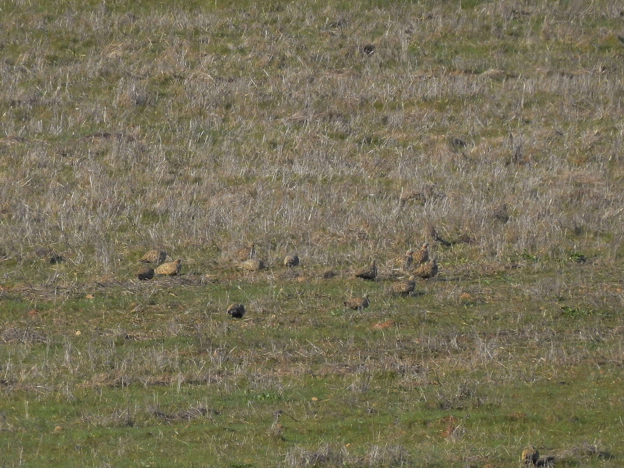 Image of Black-bellied Sandgrouse