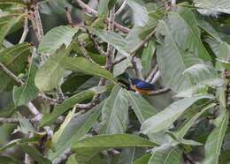 Euphonia rufiventris (Vieillot 1819)的圖片