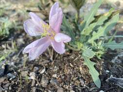 Image of California evening primrose