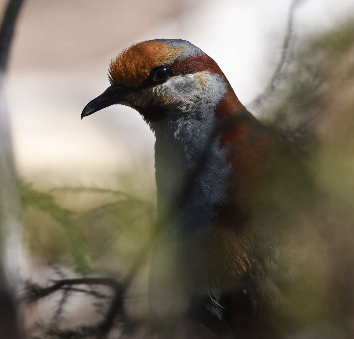 Image of Brush Bronzewing