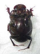 Imagem de Euonthophagus carbonarius (Klug 1855)