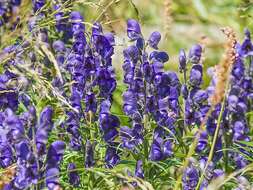 Aconitum burnatii Gayer的圖片