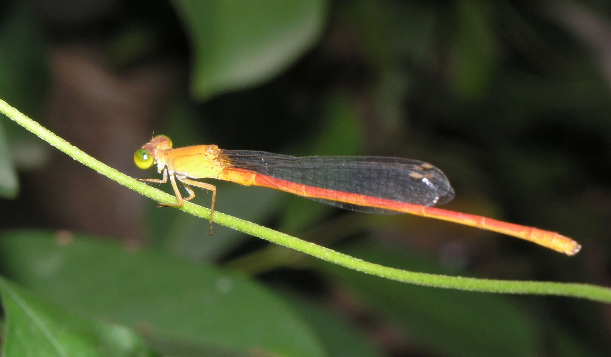 Image of Ceriagrion malaisei Schmidt 1964