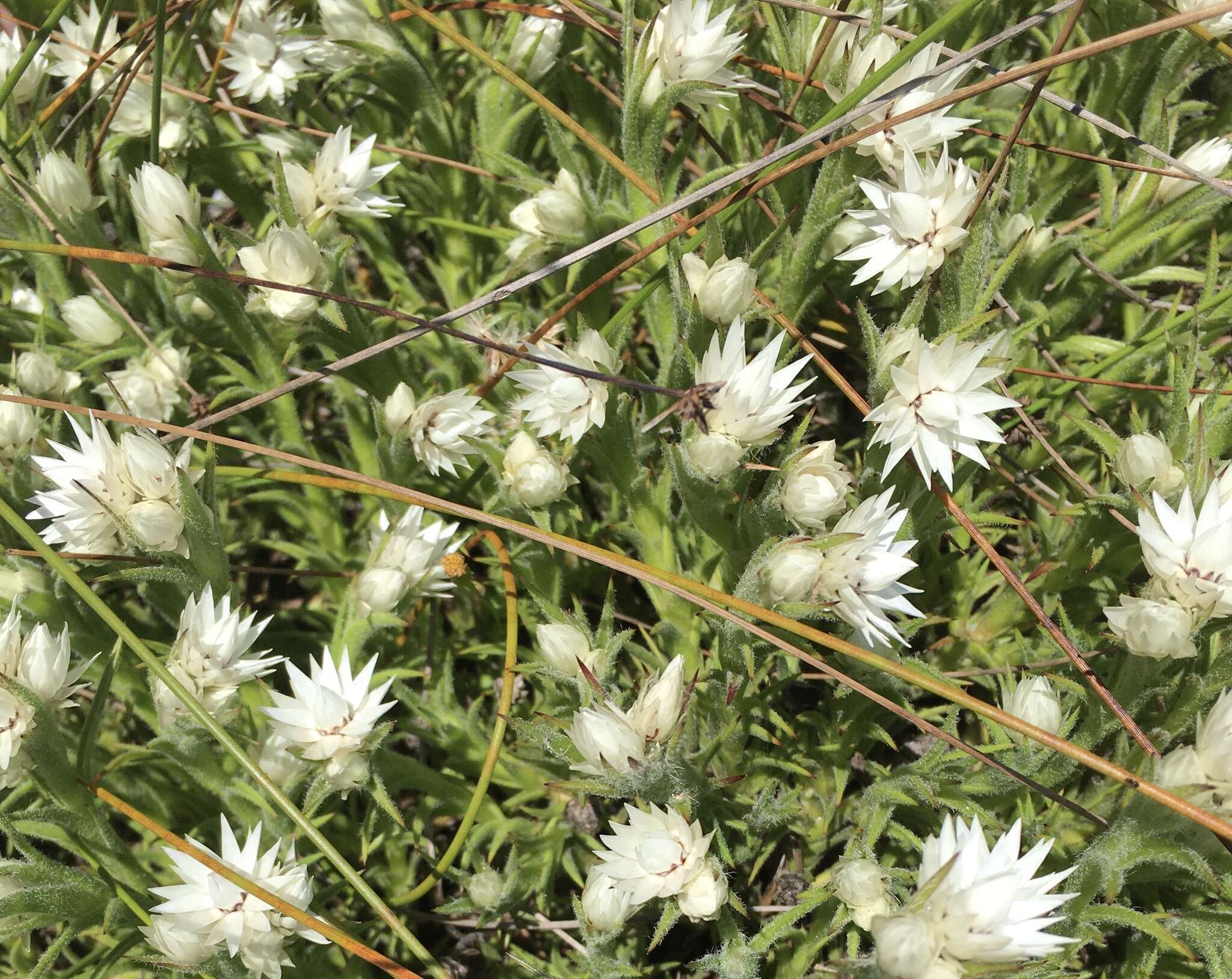 Image of Achyranthemum striatum